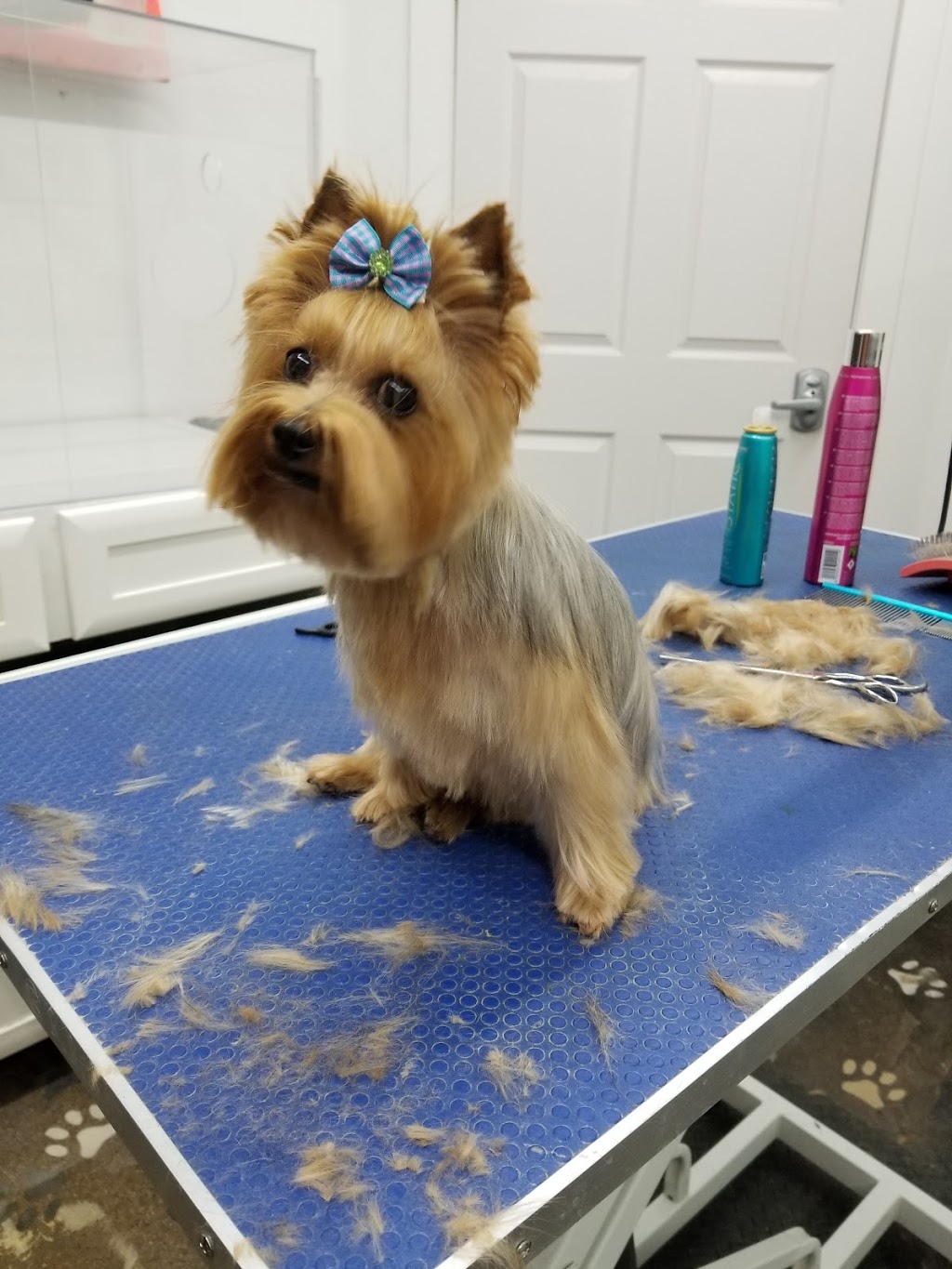 ​Prairie Valley Pet Services | 160 Broadway St W Back Lane Entrance, Fort QuAppelle, SK S0G 1S0, Canada | Phone: (306) 331-7778