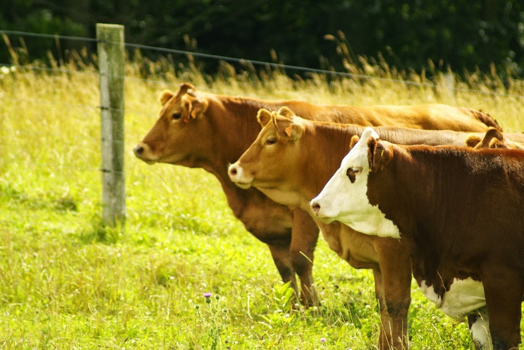 Marywood Breeders Group | 8491 Concession Rd 14, Palmerston, ON N0G 2P0, Canada | Phone: (519) 362-5373