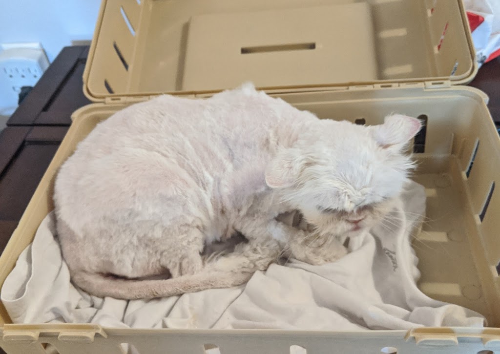 Nadias Grooming | 1575 Ellesmere Rd, Scarborough, ON M1P 2Y3, Canada | Phone: (416) 797-3545