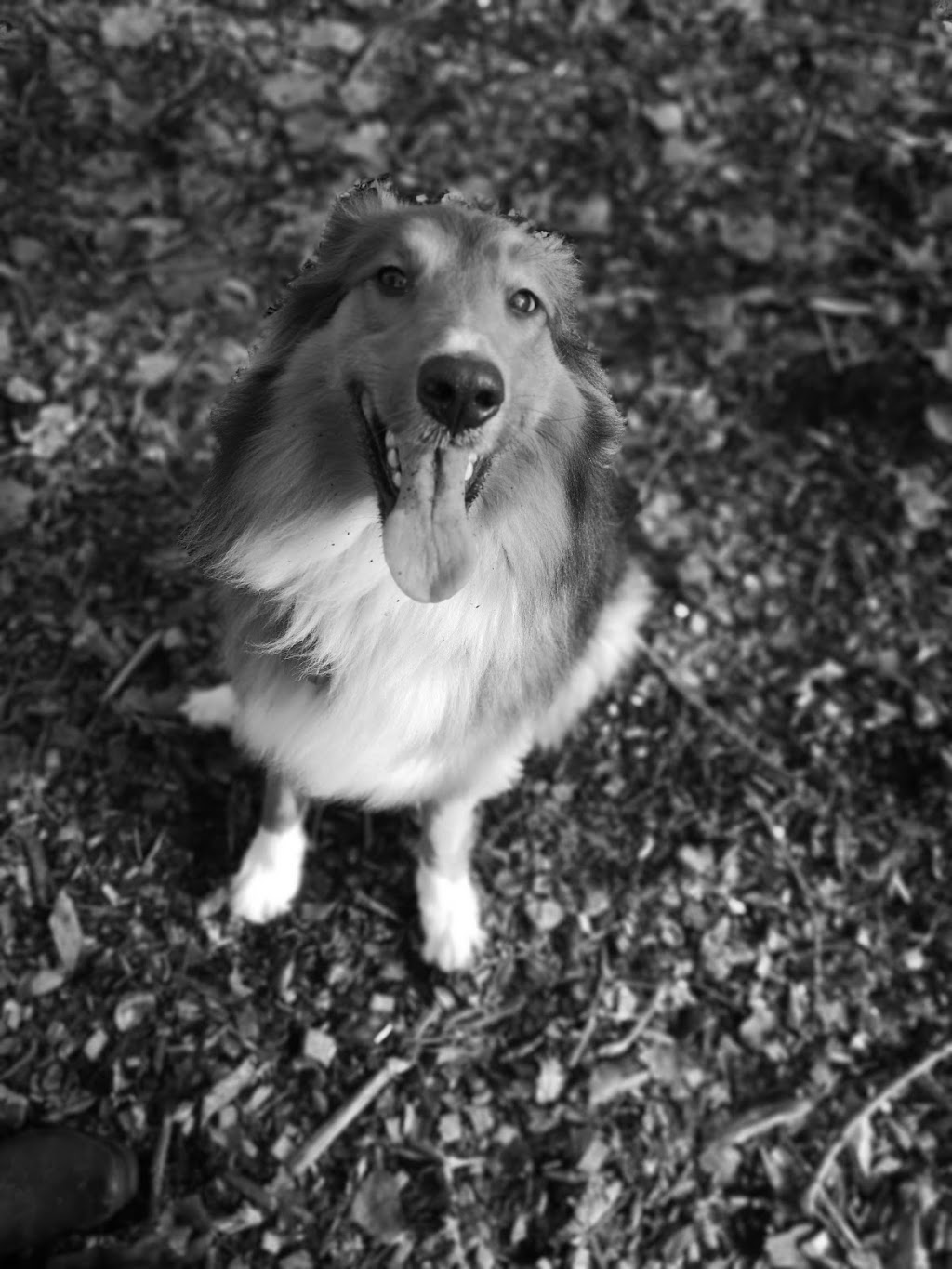 Quinte Dog Park | Mary St, Belleville, ON K8P 3P6, Canada | Phone: (613) 967-3275