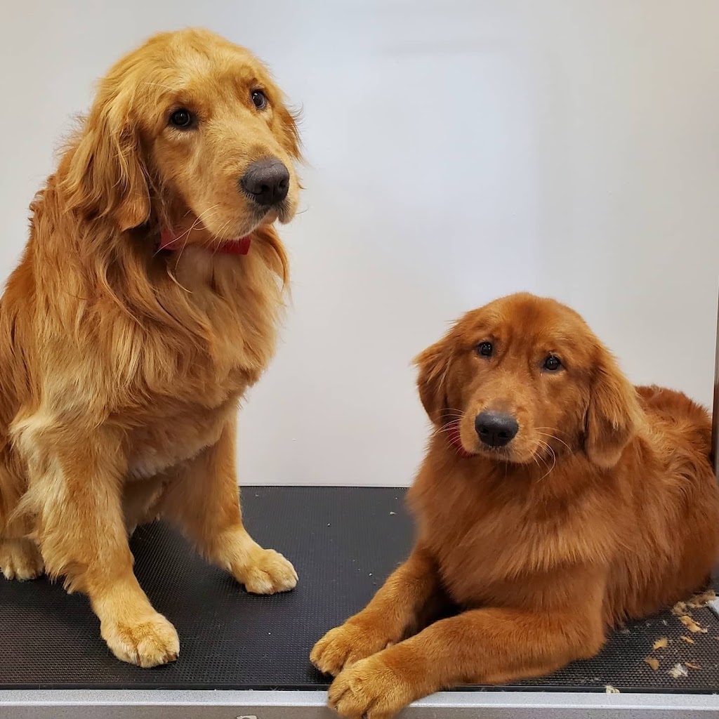 Highland Dog Grooming | 28 York St, Haliburton, ON K0M 1S0, Canada | Phone: (705) 457-3335