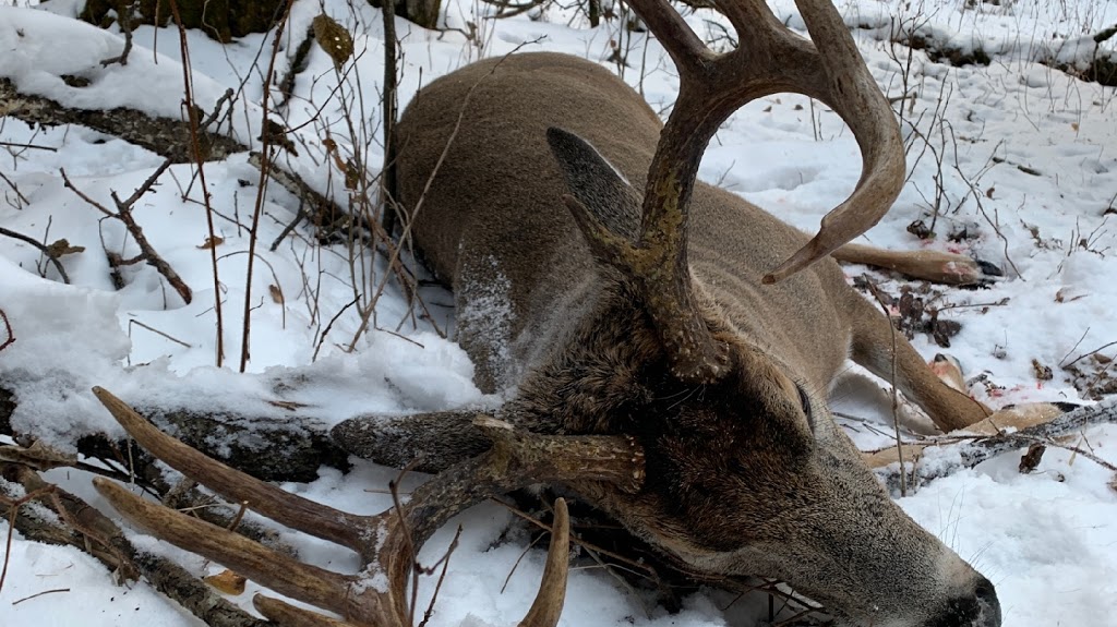 Saskatchewan Big Buck Adventures LTD. | Box 372, Hafford, SK S0J 1A0, Canada | Phone: (306) 549-7501