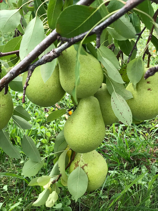 Recolte Sauvage (sur rendez-vous seulement) | 1339 Chem. de Lanaudière, Saint-Didace, QC J0K 2G0, Canada | Phone: (514) 882-3306