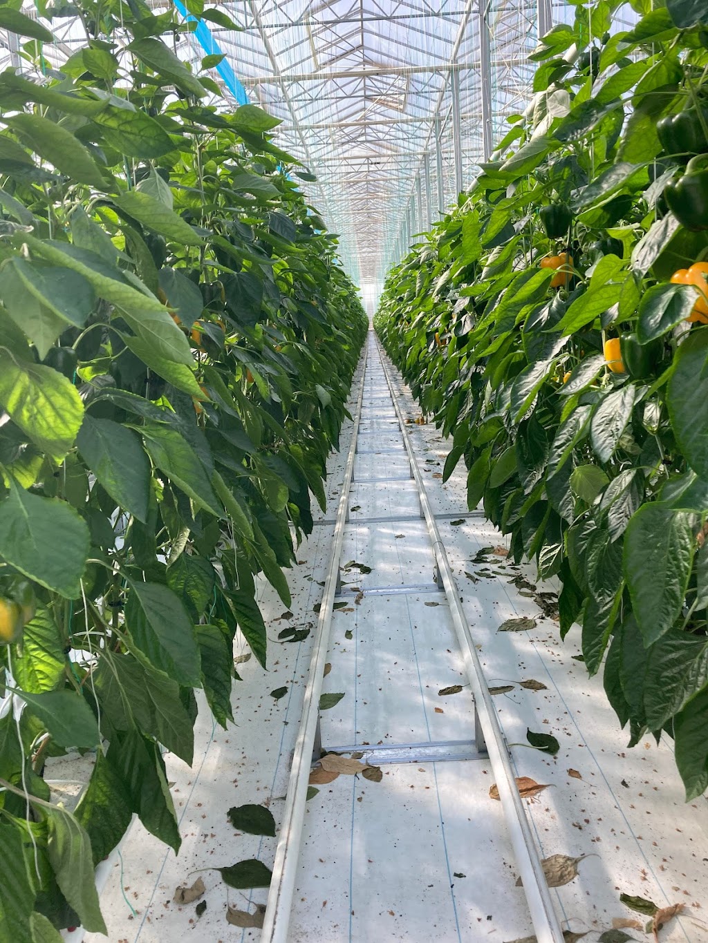 Twin Creeks Greenhouse Inc. | 8117 Zion Line, Watford, ON N0M 2S0, Canada | Phone: (519) 849-8117