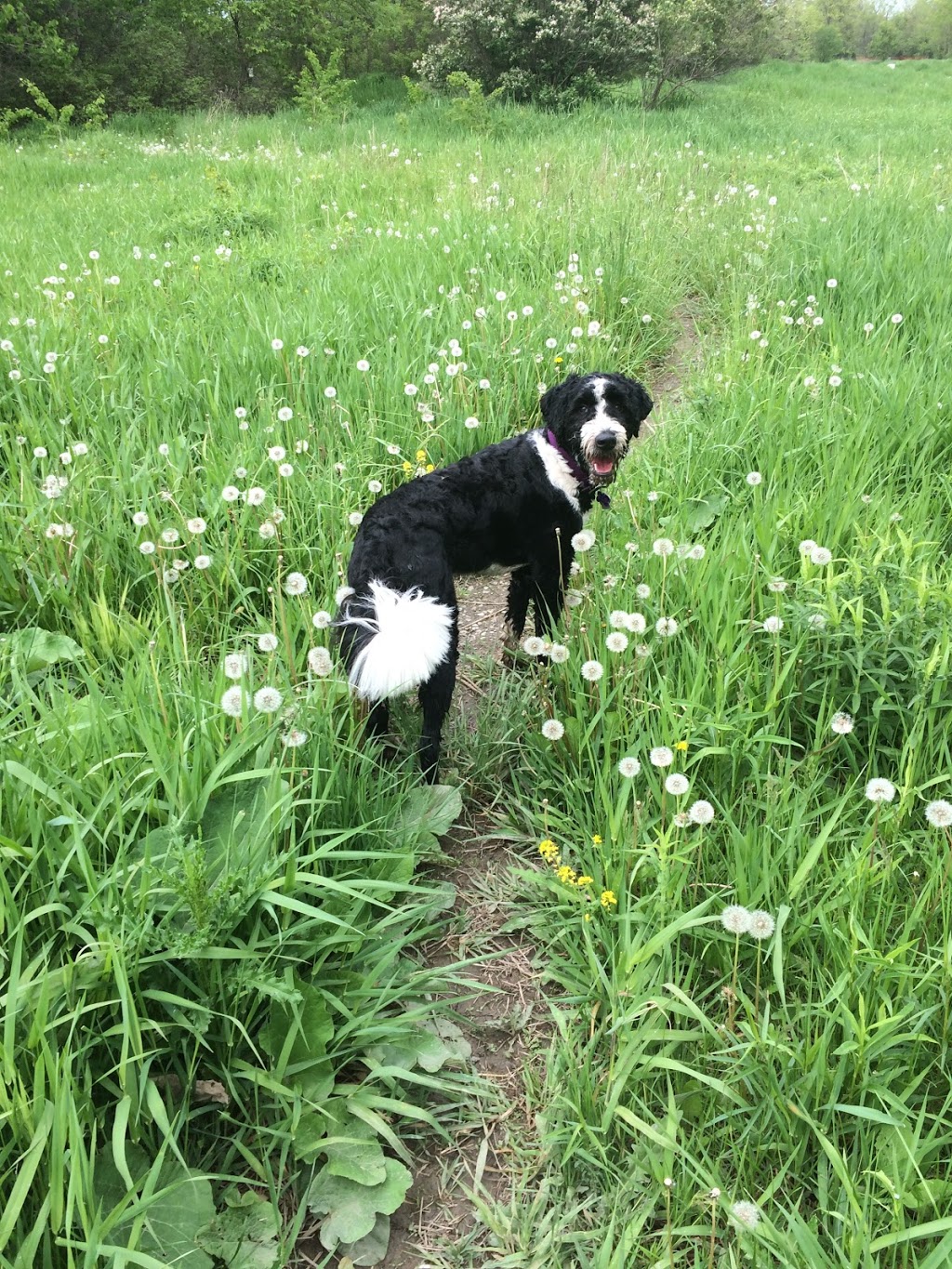 Hamilton/Burlington SPCA Dog Park | 245 Dartnall Rd, Hamilton, ON L8W 3V9, Canada | Phone: (905) 574-7722
