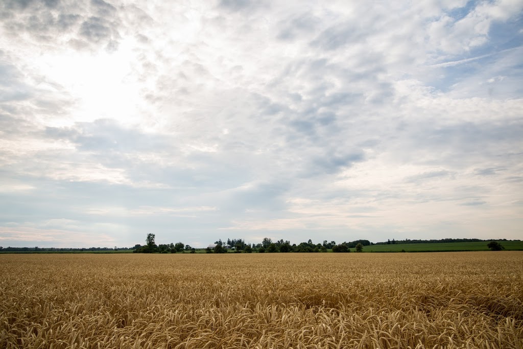 Holmes Agro | 1042 Klondike Park Rd, Stayner, ON L0M 1S0, Canada | Phone: (705) 428-4444