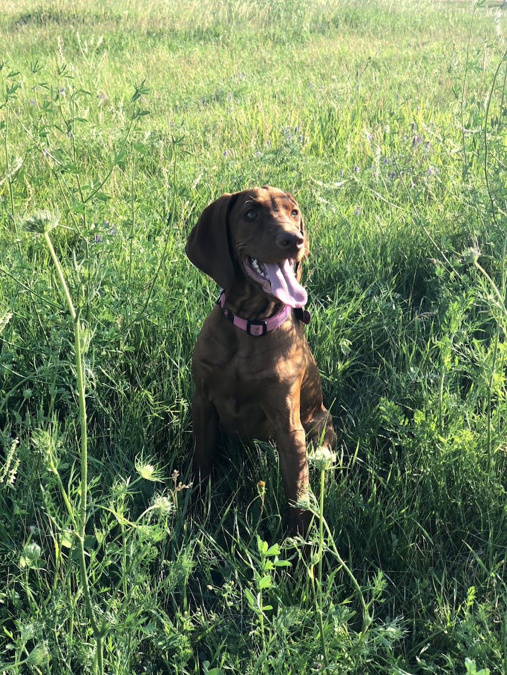 GoodHeart Dog Training Centre | 1469 Sawmill Rd, Ancaster, ON L9G 3L1, Canada | Phone: (905) 304-4284