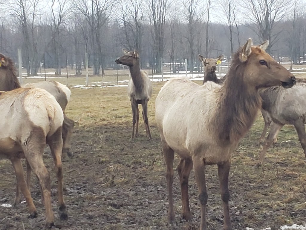Regal Point Elk Farm | 462081, Concession Rd 24, Georgian Bluffs, ON N0H 2T0, Canada | Phone: (519) 373-7574