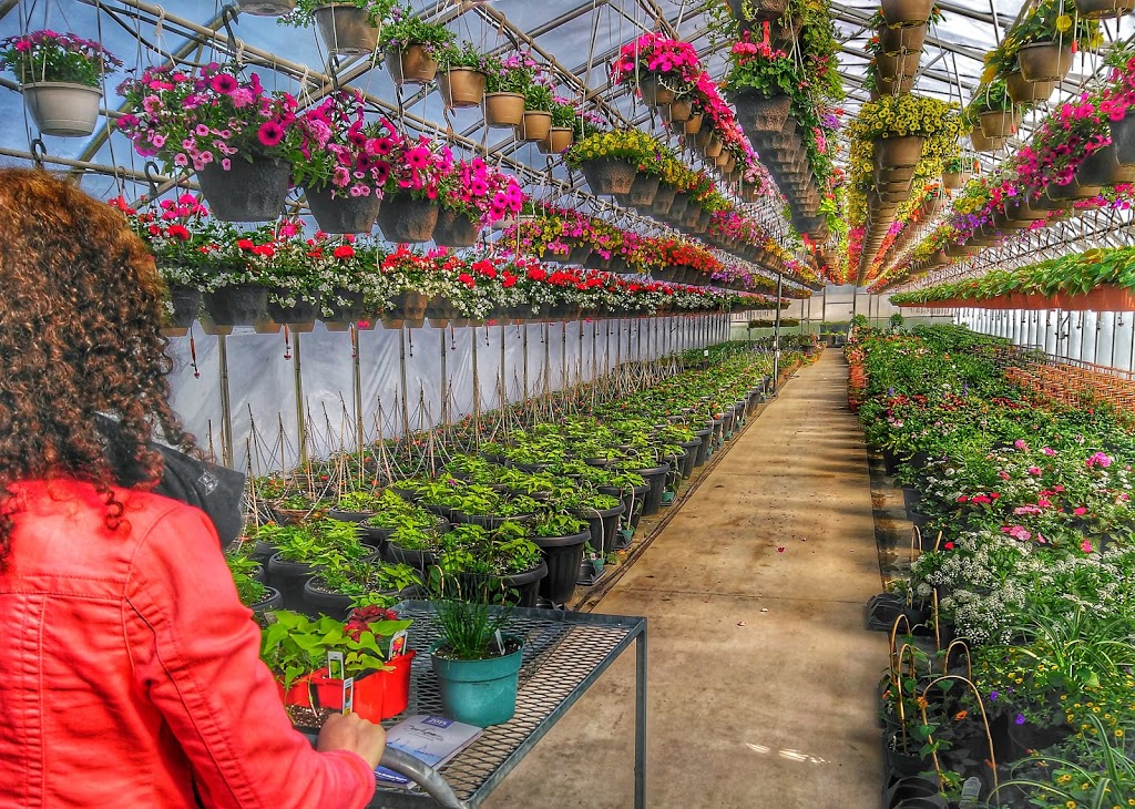 Otter Greenhouses | 315 Medd Rd, Port Perry, ON L9L 1B2, Canada | Phone: (905) 852-4187