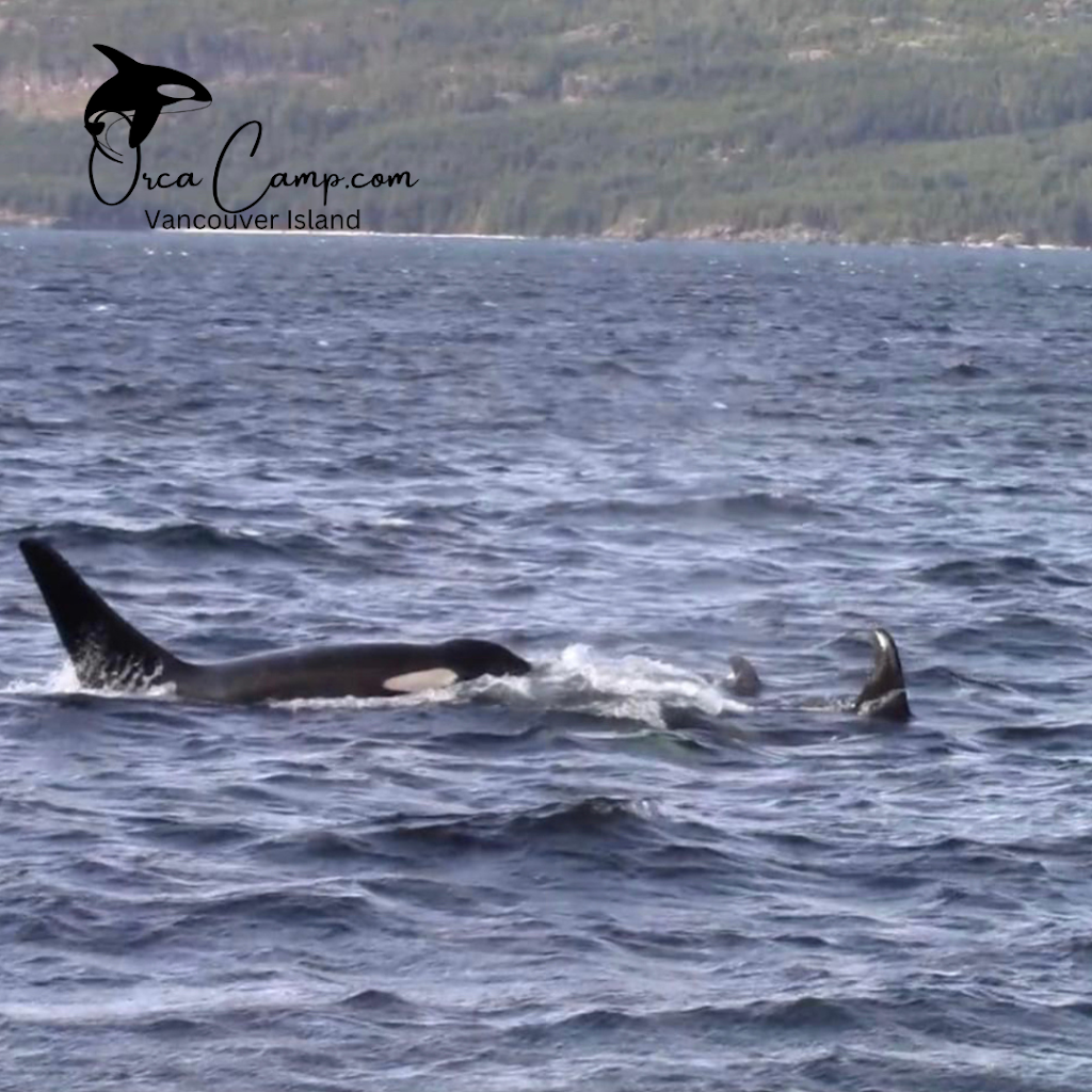 Grey Wolf Expeditions | 1811 Surgenor Rd, Black Creek, BC V9J 1G6, Canada | Phone: (250) 337-5717