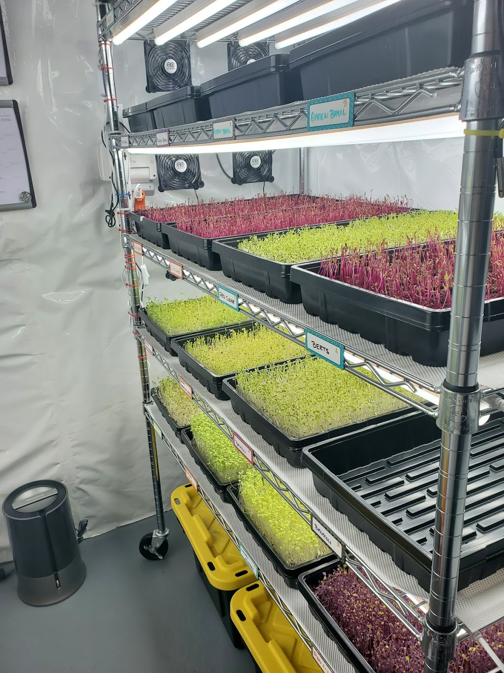 S&R Microgreens | 8 Base St, Angus, ON L0M 1B4, Canada | Phone: (705) 220-6224