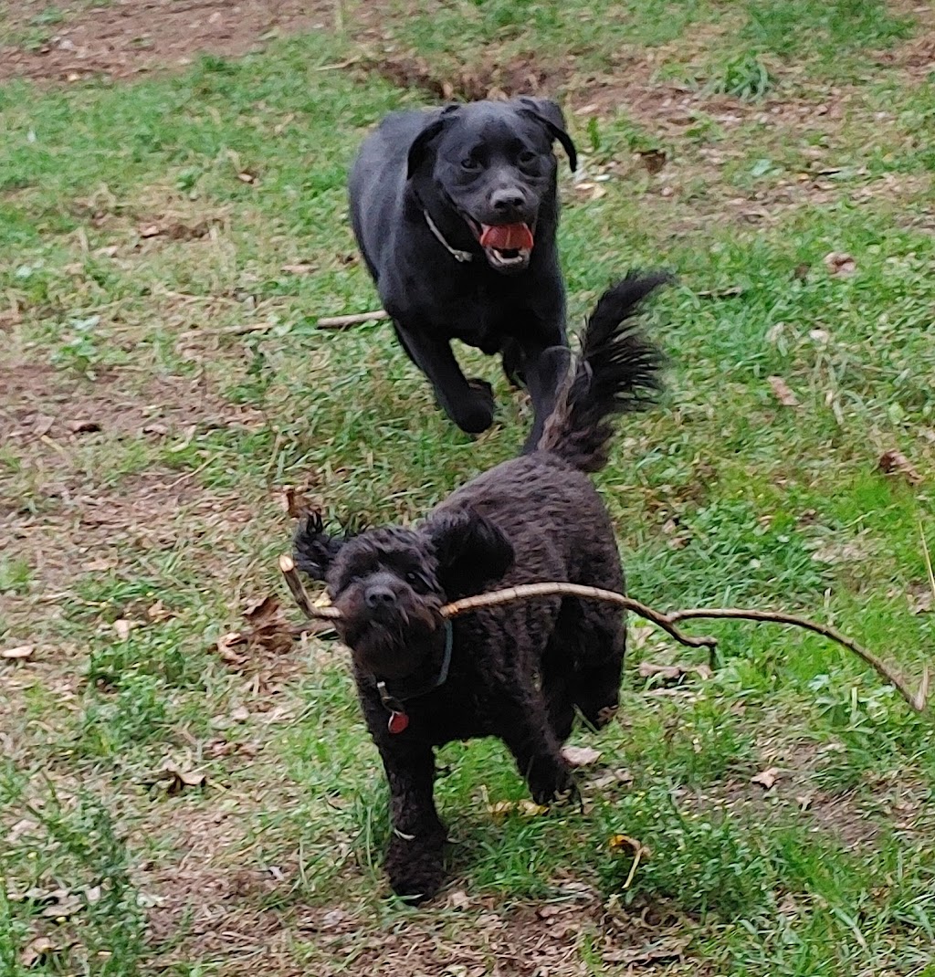Tails On Wagg | 390 Wagg Rd, Goodwood, ON L0C 1A0, Canada | Phone: (416) 525-6161