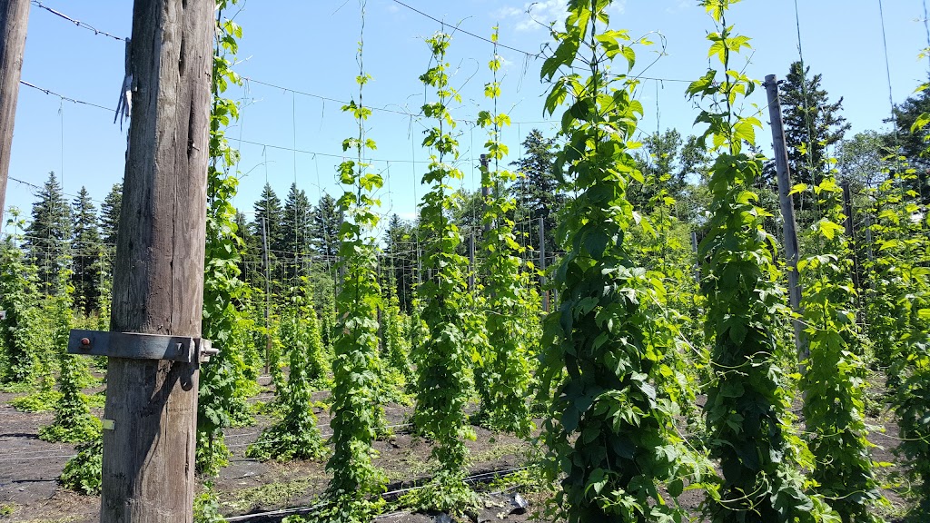 Prairie GEM Hops (of Manitoba) | MB-1, Winnipeg, MB R3C 2E6, Canada | Phone: (204) 633-6754