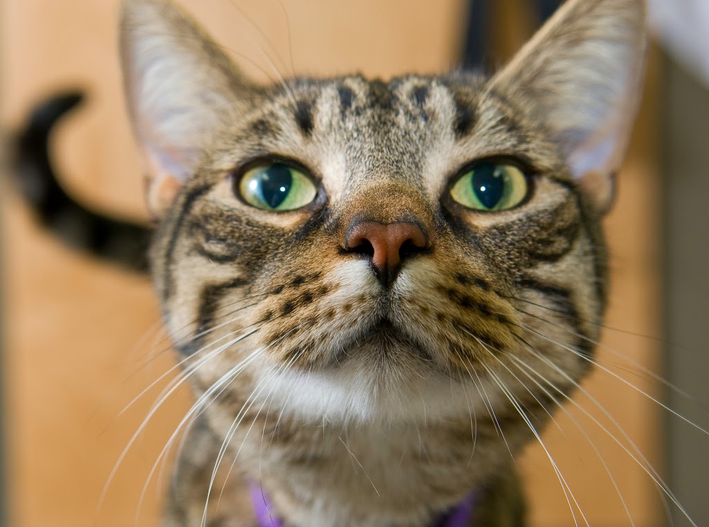 North Oakville Animal Hospital | 2520 Sixth Line, Oakville, ON L6H 6W5, Canada | Phone: (905) 257-3700