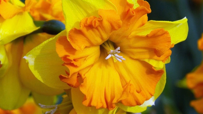 Flowerbulbsrus.com | 370 Britannia Rd E Unit 7, Mississauga, ON L4Z 1X9, Canada | Phone: (888) 890-0936