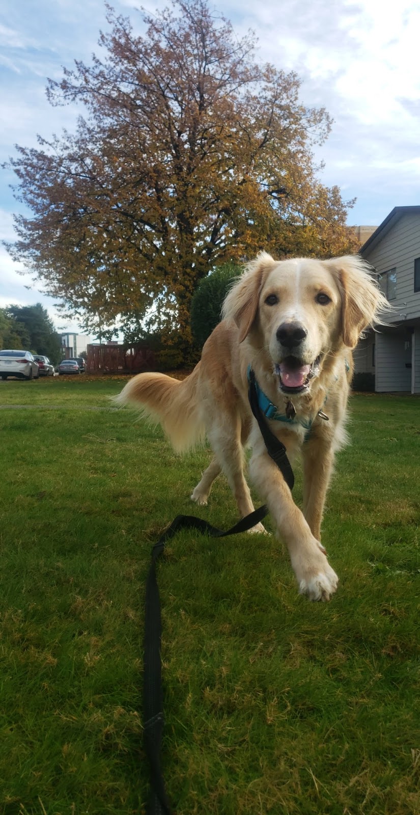Wilke Walks (Eat.Play.Love!) | 509 17th St E, North Vancouver, BC V7L 2W4, Canada | Phone: (778) 917-1270