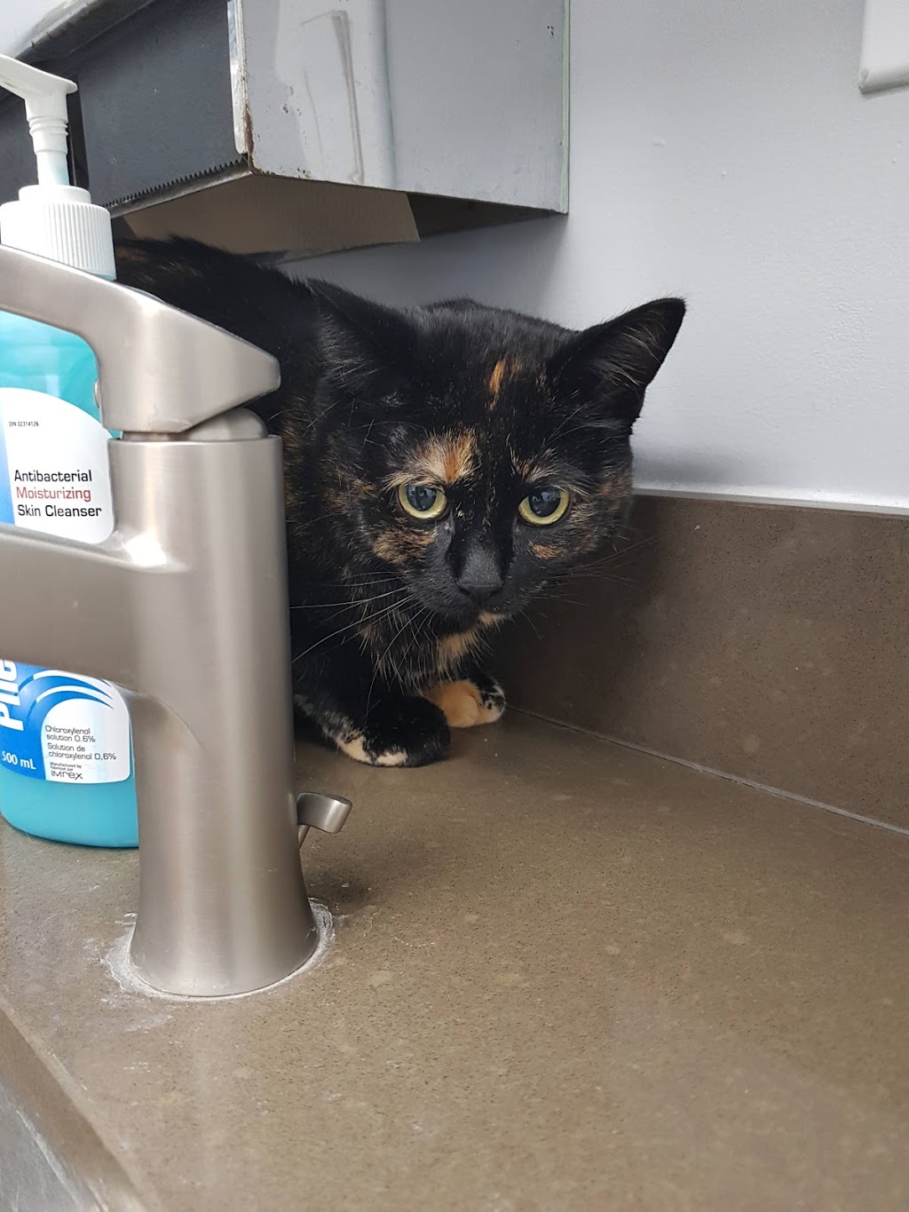 Waterloo West Animal Hospital Professional Corporation | 414 Erb St W, Waterloo, ON N2L 1W8, Canada | Phone: (519) 747-2020