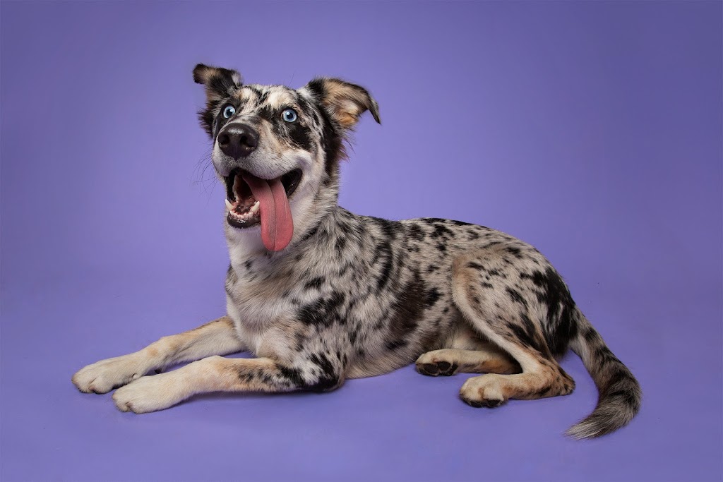 Muttshot Studio | 10 Poplar Plains Crescent, Toronto, ON M4V 1E8, Canada | Phone: (647) 453-2097