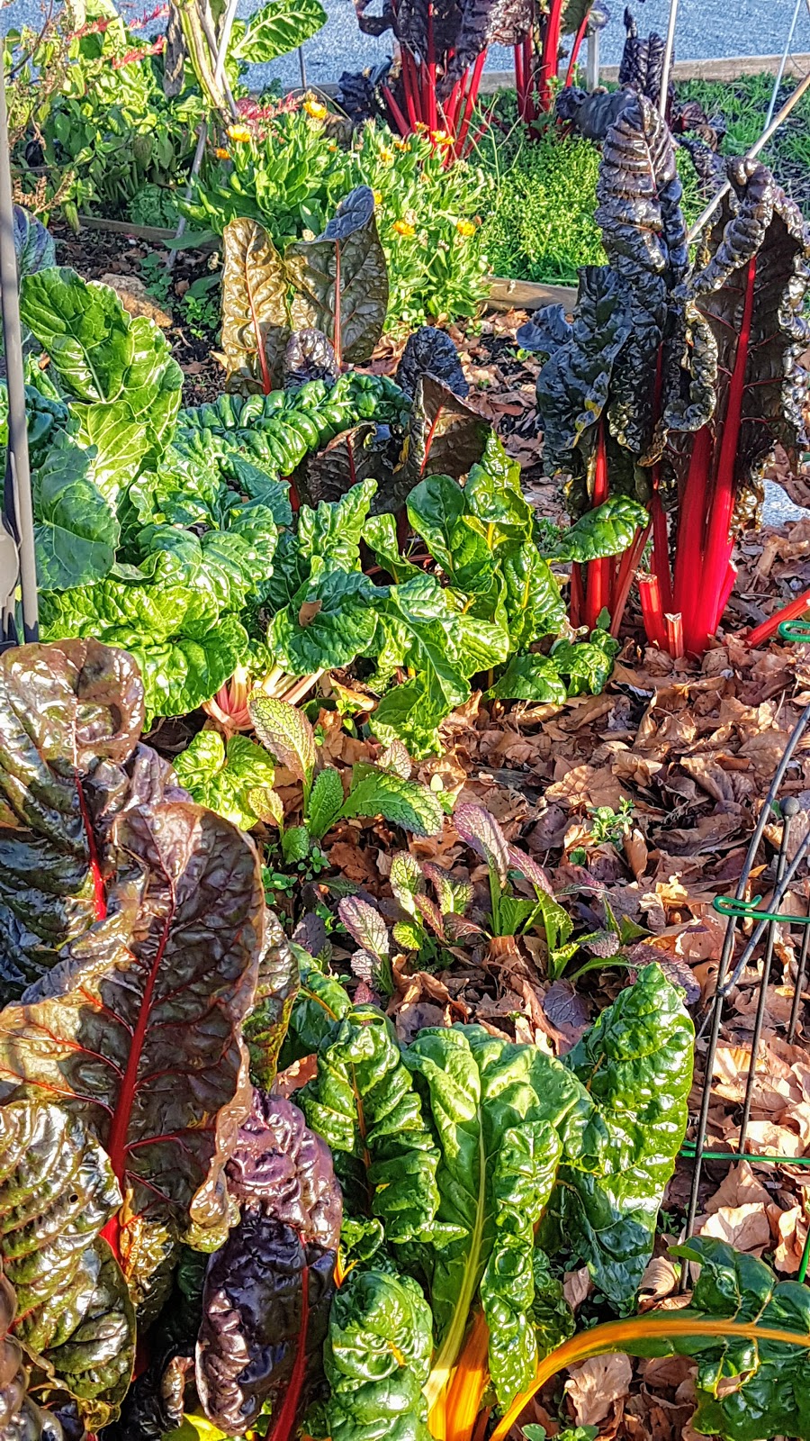 Queen Mary Community Garden | 280 W Keith Rd #200, North Vancouver, BC V7M 2M5, Canada | Phone: (604) 988-2497