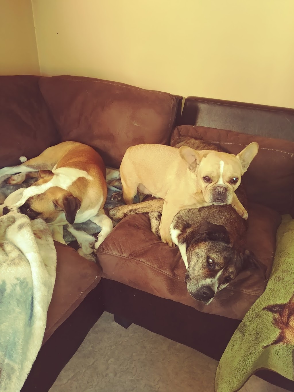 Patch of Heaven Pet Resort | 970 Jones Rd, Kentville, NS B4N 3V8, Canada | Phone: (902) 670-7846
