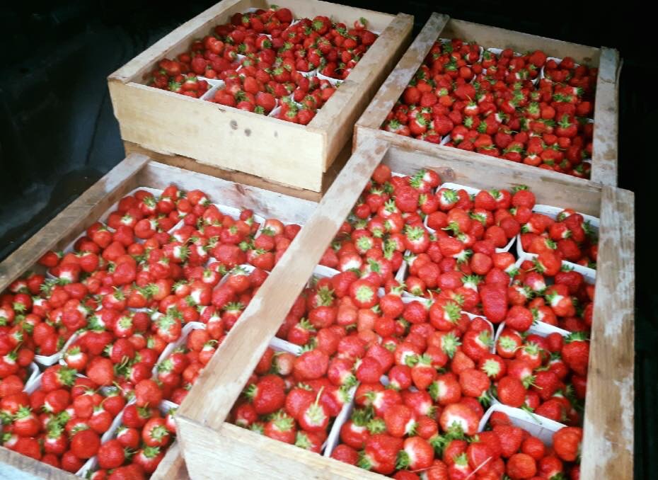 W.E.E. Pick U Pick Strawberries | 1243 Pereau Rd, Canning, NS B0P 1H0, Canada | Phone: (902) 679-9621