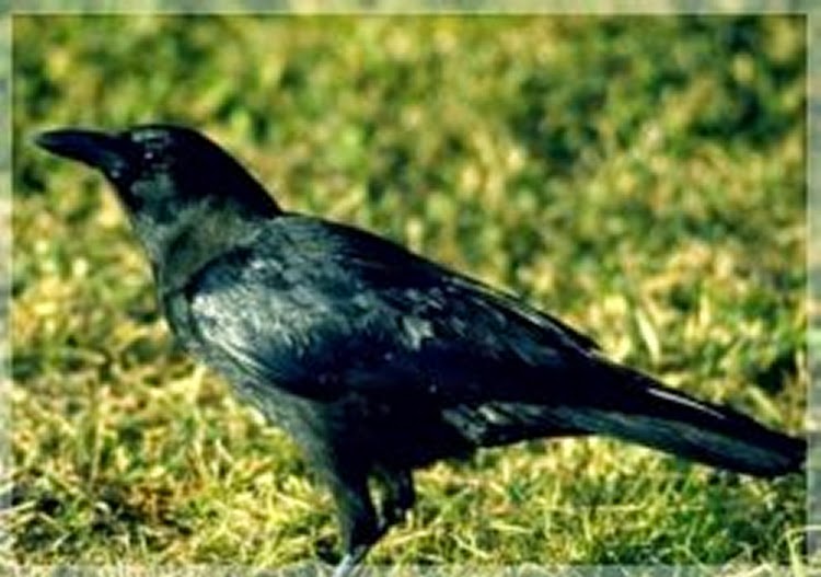 Advanced Wildlife Control | 469 Ketch Harbour Rd, Bear Cove, NS B3V 1J8, Canada | Phone: (902) 497-2582