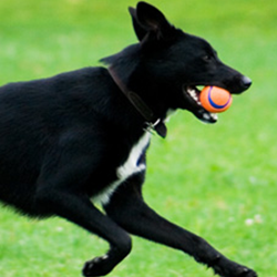Tsawwassen Animal Hospital Ltd | 1835 56 St, Delta, BC V4L 2B4, Canada | Phone: (604) 943-9385