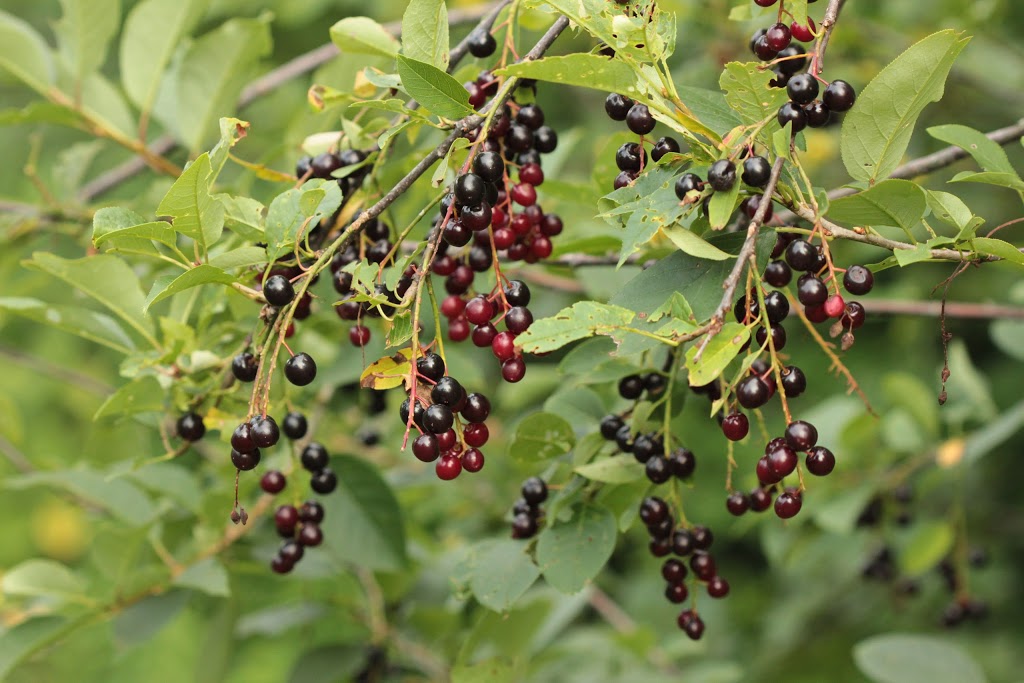 Pépinière Aux Arbres Fruitiers | 5094 QC-125, Rawdon, QC J0K 1S0, Canada | Phone: (514) 418-4109