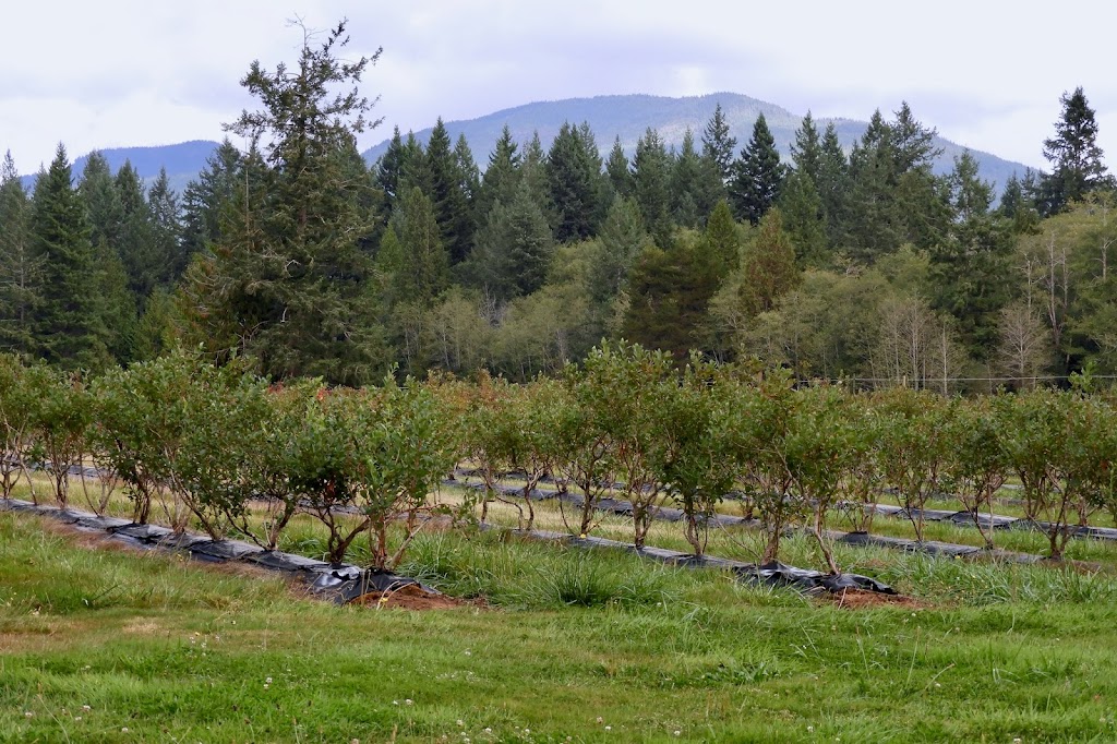 Coast Berry Co Ltd | 10084 Nassichuk Rd, Powell River, BC V8A 0P2, Canada | Phone: (604) 487-9788