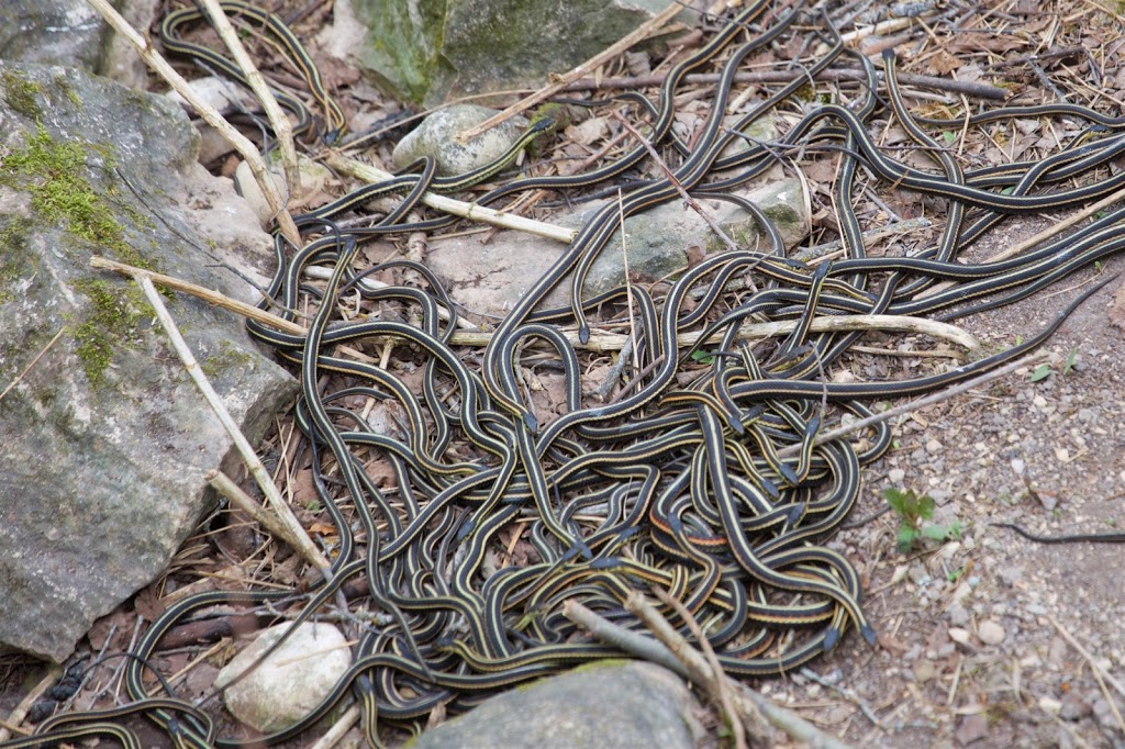 Narcisse Snake Dens | MB-17, Narcisse, MB R0C 2H0, Canada | Phone: (204) 945-3744