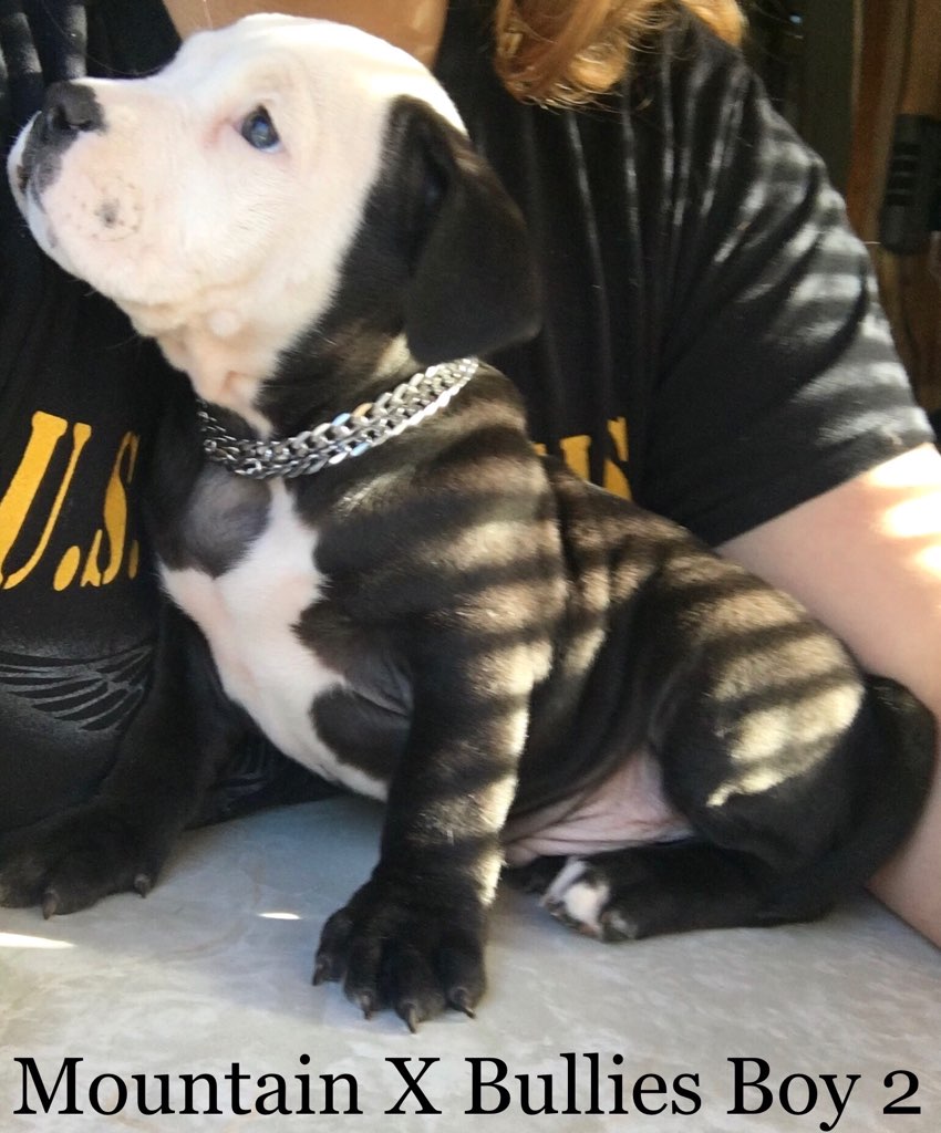Mountain X Bullies | 945 Green Rd, Elgin, NB E4Z 0J8, Canada | Phone: (226) 988-3240