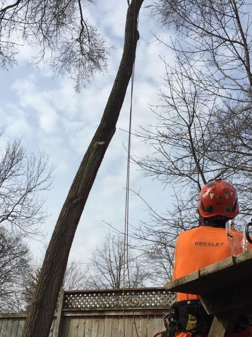 Beesley Tree Care | 169 Inverhaugh Rd, Ariss, ON N0B 1B0, Canada | Phone: (519) 400-3695