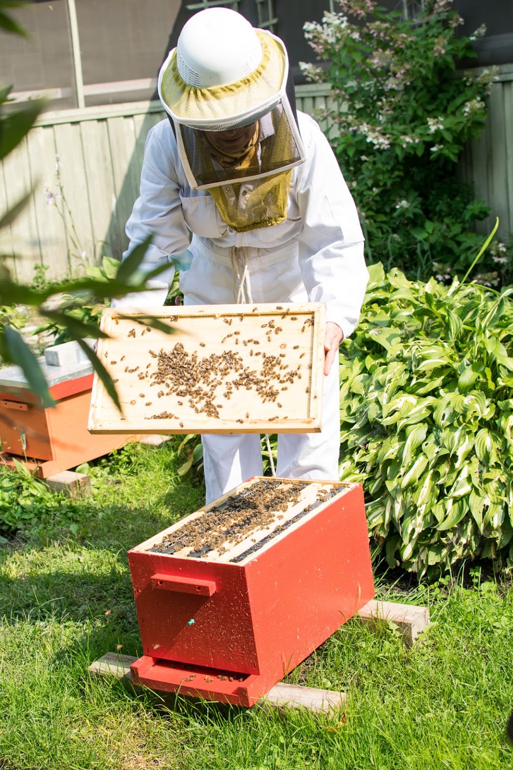 Intermiel - Honey & Meadery | 10291 Rang de la Fresnière, Mirabel, QC J7N 3M3, Canada | Phone: (450) 258-2713