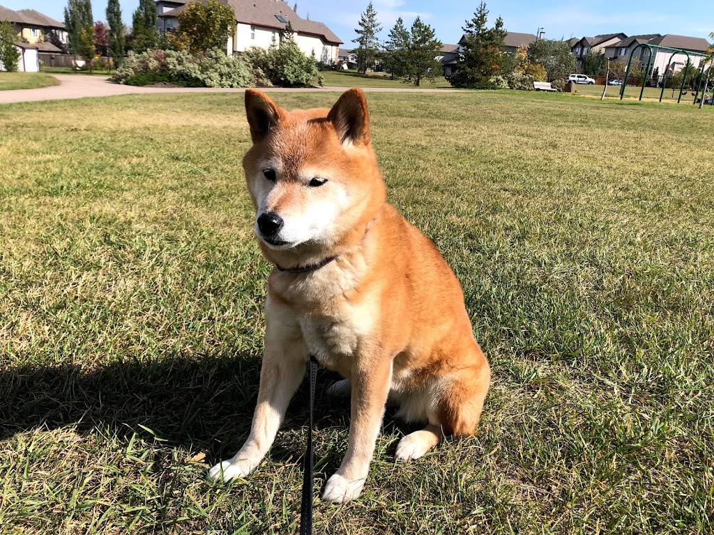 Happy at Home Pet Sitting | 67 Foxhaven Way, Sherwood Park, AB T8A 6N4, Canada | Phone: (780) 668-8890