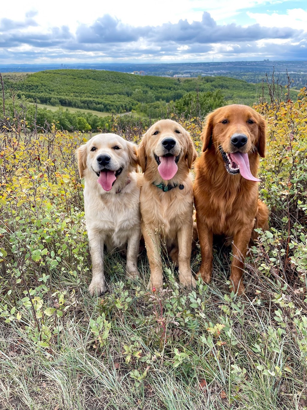 Hearts Of Gold YYC | Golden Retrievers | 244206 84 St NE, Calgary, AB T1Y 7H2, Canada | Phone: (403) 797-1590
