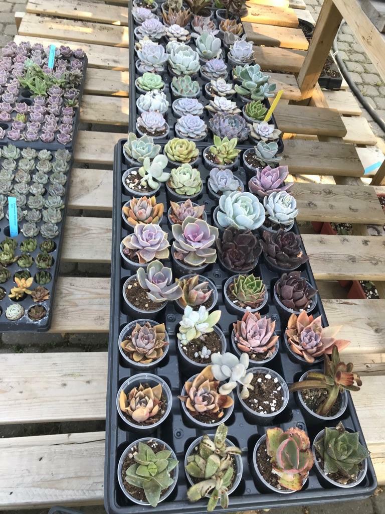 nVi Garden | 129 Byng Ave, North York, ON M2N 4K6, Canada | Phone: (647) 588-0604
