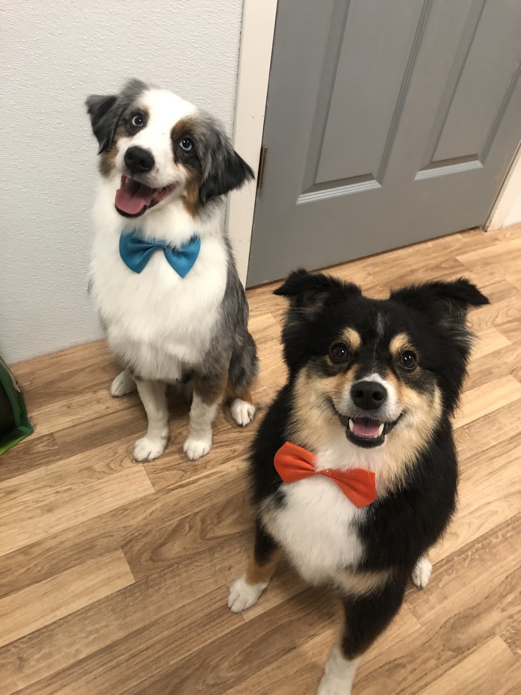 Momo Dog Grooming | 931 Redonda St #4, Winnipeg, MB R5R 0J7, Canada | Phone: (204) 510-8573