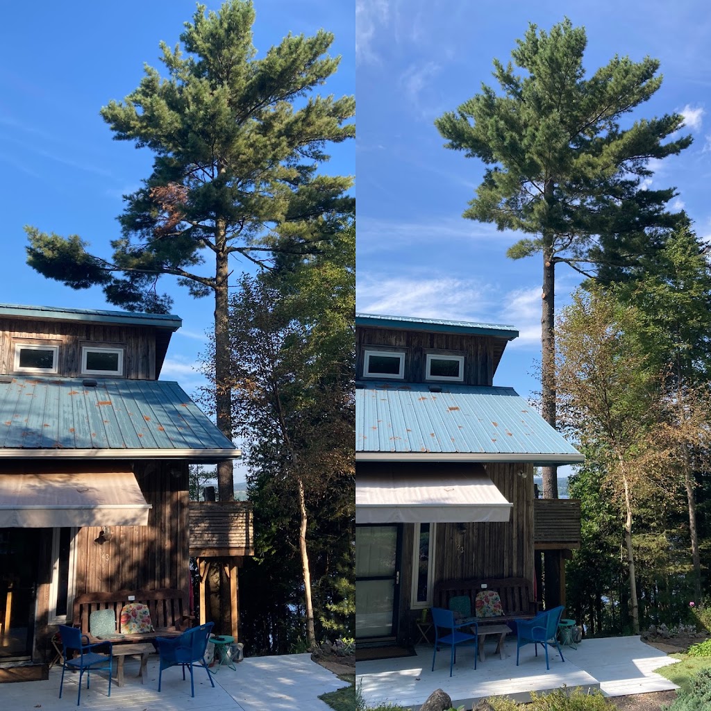 Maritime Tree Consultants Ltd. | 5212 NB-105, Whites Cove, NB E4C 3G6, Canada | Phone: (506) 498-9253