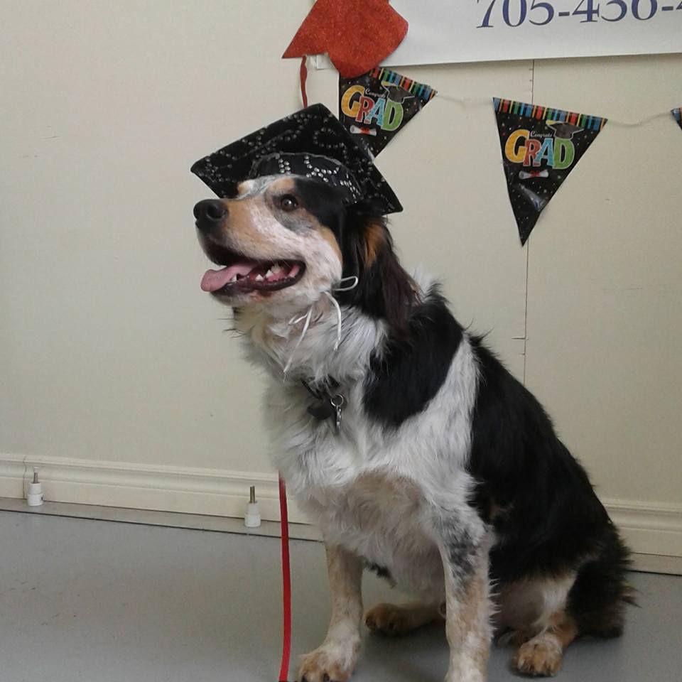 The Dog Nanny Canine Training Academy | 1963 Innisfil Beach Rd, Innisfil, ON L9S 4B4, Canada | Phone: (705) 436-4158