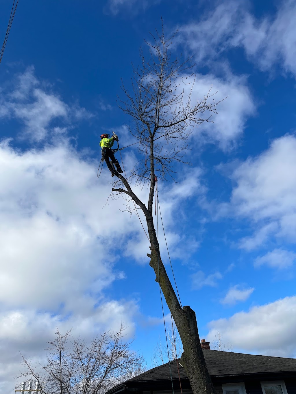 Niagara Tree Company | 4478 Lincoln Ave, Beamsville, ON L0R 1B3, Canada | Phone: (905) 401-9526