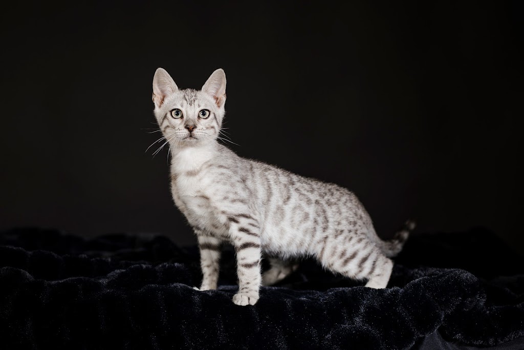 pure canada bengal | 607 Chem. Duhamel, Pincourt, QC J7W 4G2, Canada | Phone: (418) 333-2589