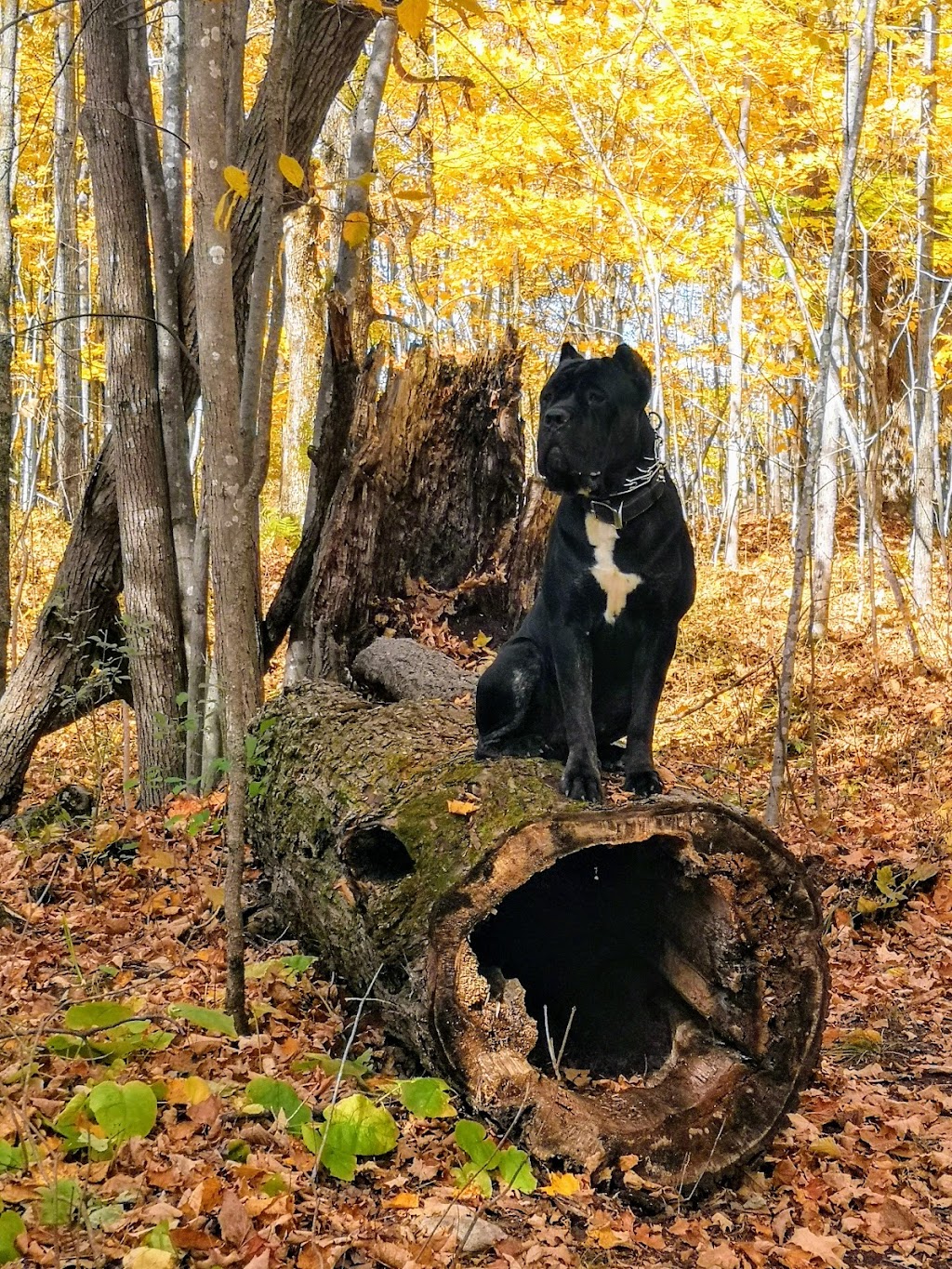 K9 Mechanix Dog Training | 383 County Rd 41, Kirkfield, ON K0M 2B0, Canada | Phone: (705) 309-5230