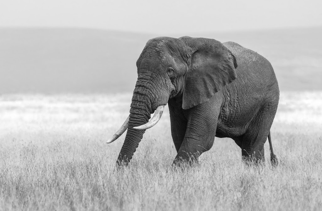 Elephant Paint | 1410 Rue de Jaffa suite 102, Laval, QC H7P 4K9, Canada | Phone: (514) 262-0879