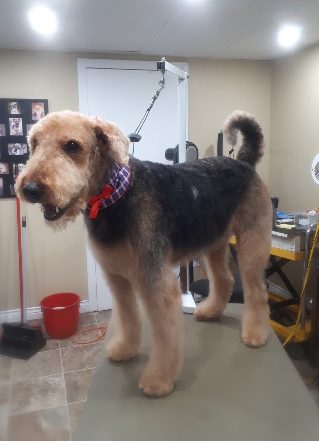 Lassie Salon | 9 Frier St, Moncton, NB E1A 4L7, Canada | Phone: (506) 852-4446