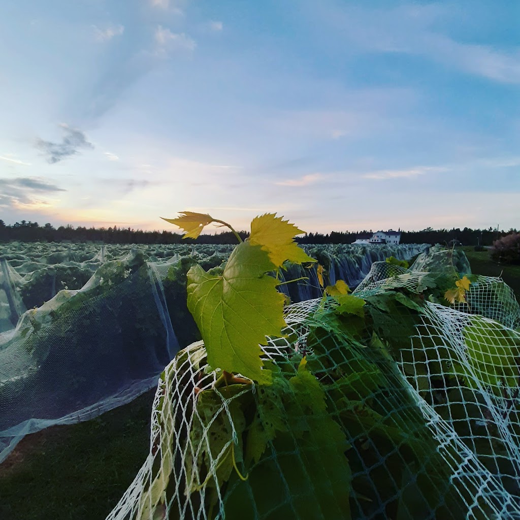 Vignoble Chemin de la Rivière | 1087 Chem. de la Rivière, Magog, QC J1X 3W5, Canada | Phone: (819) 847-1485