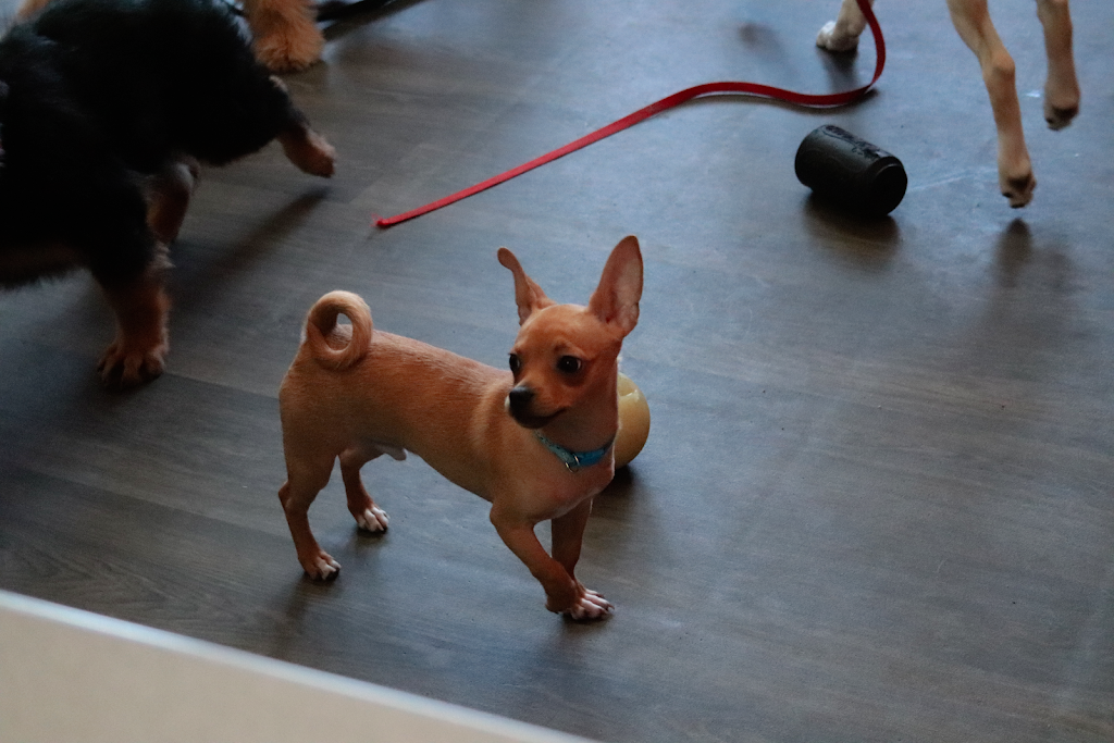 École d’Obéissance Canine du Saguenay | 2885 Bd du Royaume, Jonquière, QC G7X 7V3, Canada | Phone: (418) 550-5524