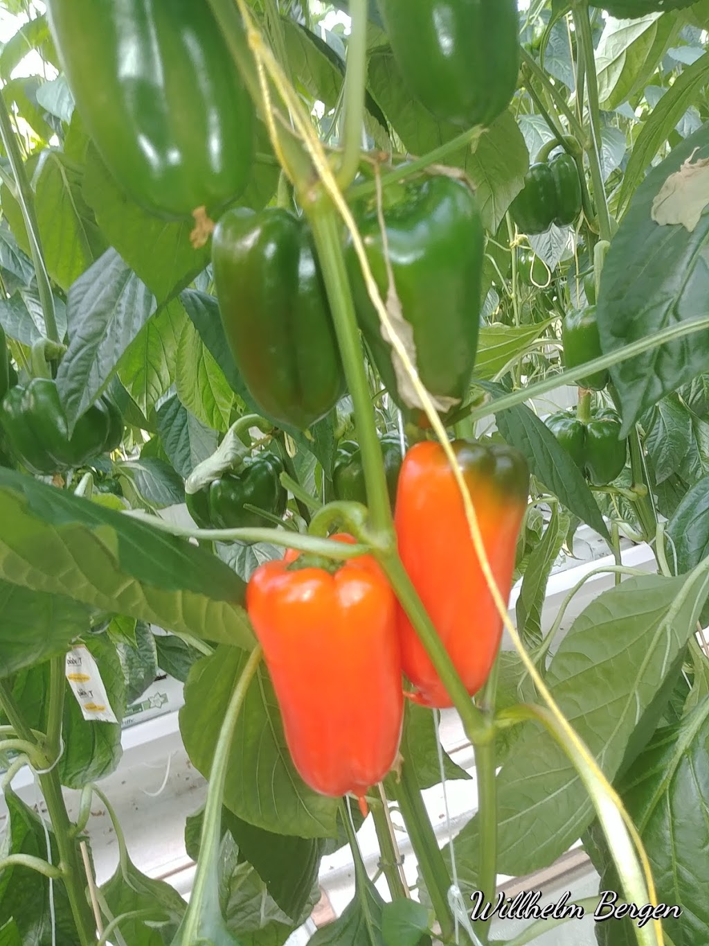 Greenhill Produce | 23282 Kent Bridge Rd, Kent Bridge, ON N0P 1V0, Canada | Phone: (519) 692-3477