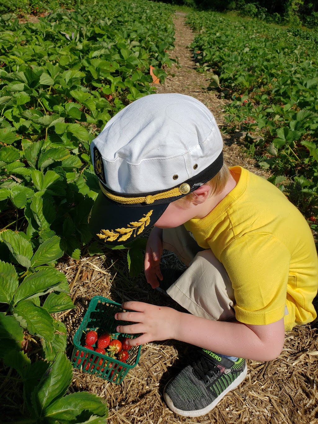 Around the Bend Berry Farm | 8591 Goosemarsh Line, Grand Bend, ON N0M 1T0, Canada | Phone: (519) 870-9977