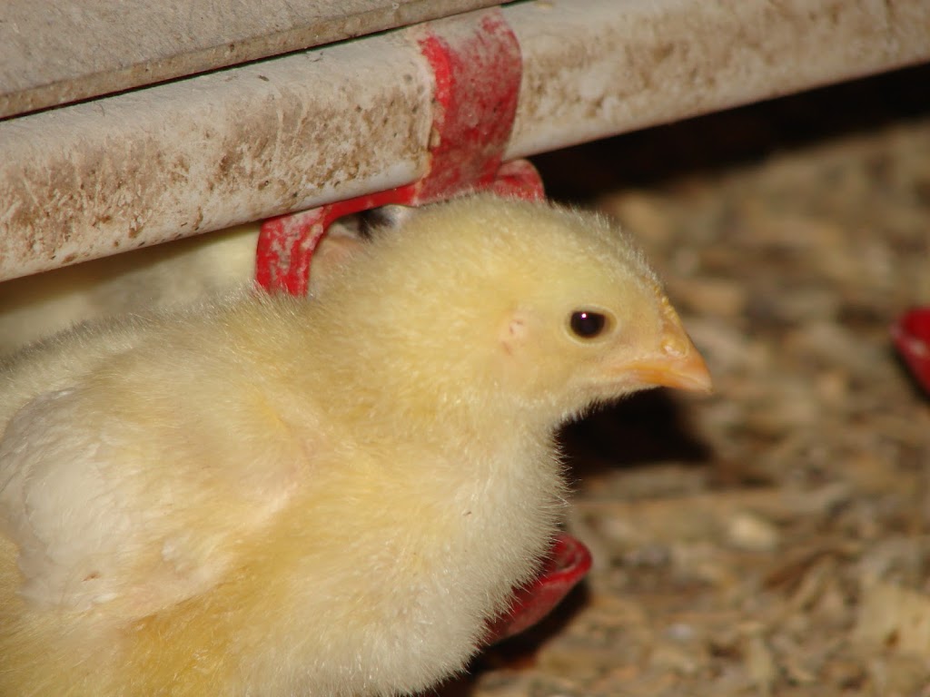 Ferme Rose Des Vents | 2443 Chem. du 5e-Rang S, Mont-Laurier, QC J9L 3G7, Canada | Phone: (819) 623-5672