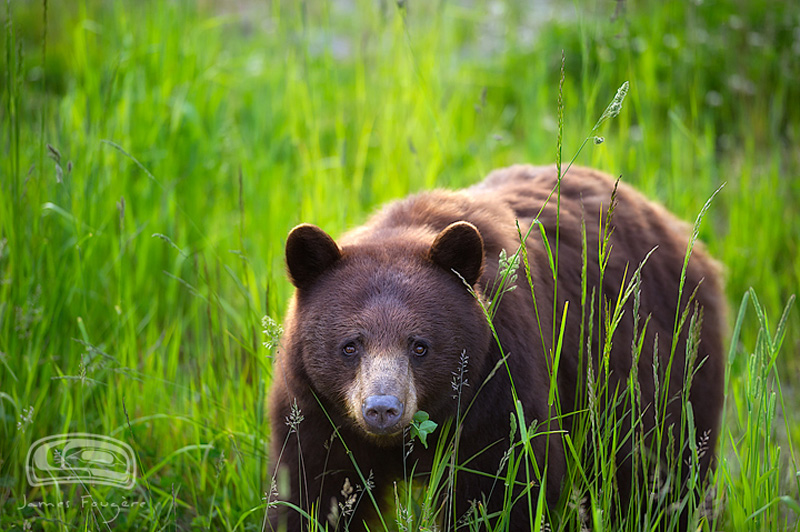 Whistler Bear Tours | 2230 Eva Lake Rd, Whistler, BC V8E 0M5, Canada | Phone: (604) 966-7385